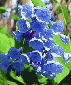 20 Virginia Bluebell Root Mertensia – Bare Root Perennial Flowers – Shade Lover - Image 1