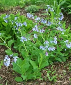 20 Virginia Bluebells Bare Root Mertensia virginica Native Wildflower - Outdoor - Image 4