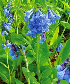 20 Virginia Bluebells Bare Root Mertensia virginica Native Wildflower - Outdoor - Image 5