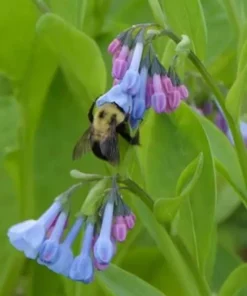 20 Virginia Bluebells Bare Root Mertensia virginica Native Wildflower - Outdoor - Image 6
