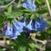 20 Virginia Bluebells Bare Root Mertensia virginica Native Wildflower - Outdoor - Image 1