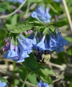 20 Virginia Bluebells Bare Root Mertensia virginica Native Wildflower - Outdoor - Image 1