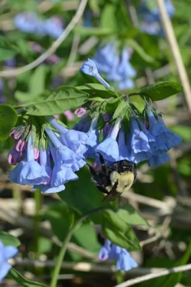 20 Virginia Bluebells Bare Root Mertensia virginica Native Wildflower - Outdoor - Image 1