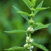 20 Water Horehound Seeds - Lycopus Americanus American Bugleweed Herb Flower Seeds - Image 1