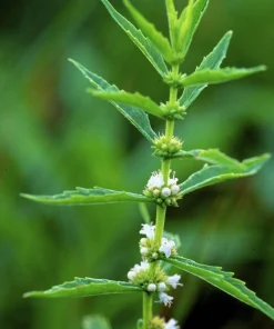 20 Water Horehound Seeds - Lycopus Americanus American Bugleweed Herb Flower Seeds - Image 1