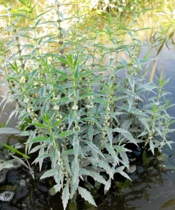 20 Water Horehound Seeds - Lycopus Americanus American Bugleweed Herb Flower Seeds - Image 2
