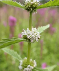 20 Water Horehound Seeds - Lycopus Americanus American Bugleweed Herb Flower Seeds - Image 4