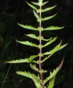 20 Water Horehound Seeds - Lycopus Americanus American Bugleweed Herb Flower Seeds - Image 5