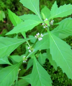 20 Water Horehound Seeds - Lycopus Americanus American Bugleweed Herb Flower Seeds - Image 6