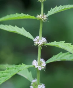 20 Water Horehound Seeds - Lycopus Americanus American Bugleweed Herb Flower Seeds - Image 7