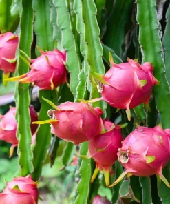 20 White Dragon Fruit (Pitaya) Hylocereus Undatus Cactus Seeds - Image 2