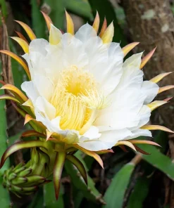 20 White Dragon Fruit (Pitaya) Hylocereus Undatus Cactus Seeds - Image 3