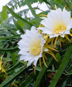 20 White Dragon Fruit (Pitaya) Hylocereus Undatus Cactus Seeds - Image 4
