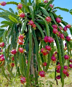 20 White Dragon Fruit (Pitaya) Hylocereus Undatus Cactus Seeds - Image 5