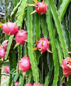 20 White Dragon Fruit (Pitaya) Hylocereus Undatus Cactus Seeds - Image 7
