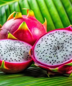20 White Dragon Fruit (Pitaya) Hylocereus Undatus Cactus Seeds - Image 8