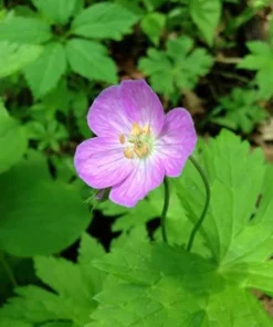 20 Wild Geranium Bare Root Plants - Geranium maculatum Perennial Flower - Image 3