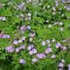 20 Wild Geranium Bare Root Plants - Geranium maculatum Perennial Flower - Image 1