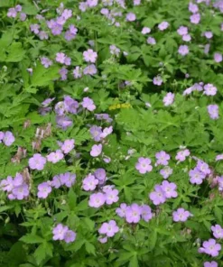 20 Wild Geranium Bare Root Plants - Geranium maculatum Perennial Flower - Image 1