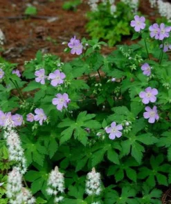 20 Wild Geranium Bare Root Plants - Geranium maculatum Perennial Flower - Image 5