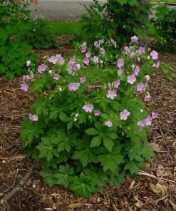 20 Wild Geranium Bare Root Plants - Geranium maculatum Perennial Flower - Image 6