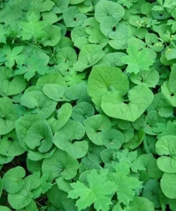 20 Wild Ginger Bare Root Plants Asarum canadense Native Shade Perennial - Image 1