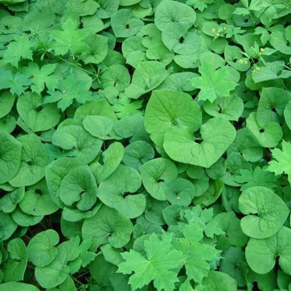 20 Wild Ginger Bare Root Plants Asarum canadense Native Shade Perennial - Image 1