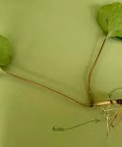 20 Wild Ginger Bare Root Plants Asarum canadense Native Shade Perennial - Image 2