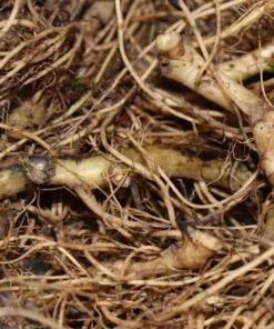 20 Wild Ginger Bare Root Plants Asarum canadense Native Shade Perennial - Image 3