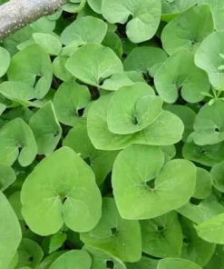 20 Wild Ginger Bare Root Plants Asarum canadense Native Shade Perennial - Image 5