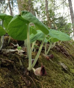 20 Wild Ginger Bare Root Plants Asarum canadense Native Shade Perennial - Image 6