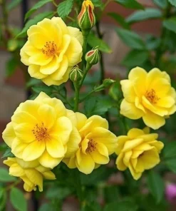 20 Yellow Climbing Rose Seeds - Rare Heirloom Non-GMO Variety for Outdoor Garden - Image 2