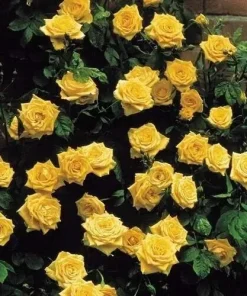 20 Yellow Climbing Rose Seeds - Rare Heirloom Non-GMO Variety for Outdoor Garden - Image 4