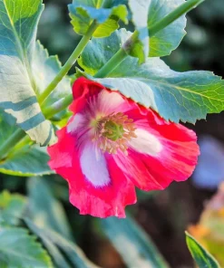 200 Afghan Reselected Blue Poppy Seeds - Mixed Colors - Pink, Purple, White Flowers - Image 10