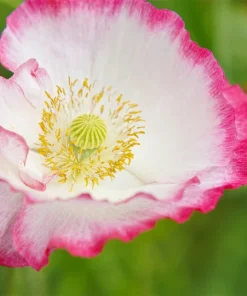 200 Afghan Reselected Blue Poppy Seeds - Mixed Colors - Pink, Purple, White Flowers - Image 11