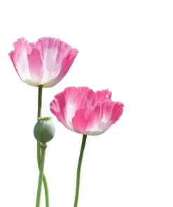 200 Afghan Reselected Blue Poppy Seeds - Mixed Colors - Pink, Purple, White Flowers - Image 12