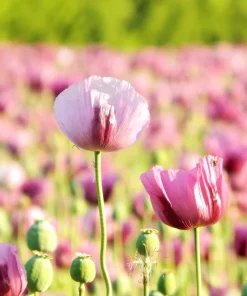 200 Afghan Reselected Blue Poppy Seeds - Mixed Colors - Pink, Purple, White Flowers - Image 13