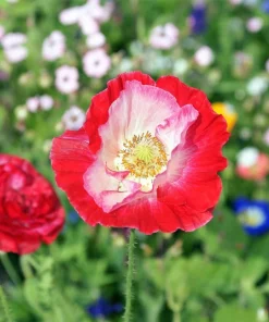 200 Afghan Reselected Blue Poppy Seeds - Mixed Colors - Pink, Purple, White Flowers - Image 2