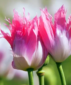 200 Afghan Reselected Blue Poppy Seeds - Mixed Colors - Pink, Purple, White Flowers - Image 3