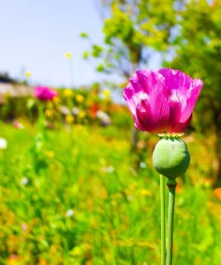 200 Afghan Reselected Blue Poppy Seeds - Mixed Colors - Pink, Purple, White Flowers - Image 4