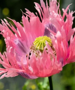 200 Afghan Reselected Blue Poppy Seeds - Mixed Colors - Pink, Purple, White Flowers - Image 5