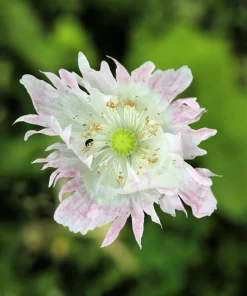 200 Afghan Reselected Blue Poppy Seeds - Mixed Colors - Pink, Purple, White Flowers - Image 6