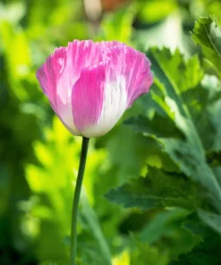 200 Afghan Reselected Blue Poppy Seeds - Mixed Colors - Pink, Purple, White Flowers - Image 7