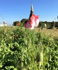 200 Afghan Reselected Blue Poppy Seeds - Mixed Colors - Pink, Purple, White Flowers - Image 8