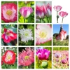 200 Afghan Reselected Blue Poppy Seeds - Mixed Colors - Pink, Purple, White Flowers - Image 1