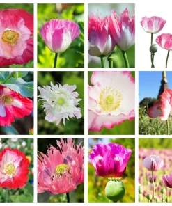 200 Afghan Reselected Blue Poppy Seeds - Mixed Colors - Pink, Purple, White Flowers - Image 1