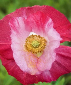 200 Afghan Reselected Blue Poppy Seeds - Mixed Colors - Pink, Purple, White Flowers - Image 9