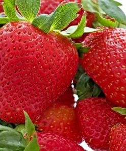 200 Alpine Strawberry Seeds - Heirloom Non-GMO Fruit, Perennial - Image 2