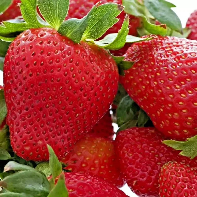 200 Alpine Strawberry Seeds - Heirloom Non-GMO Fruit, Perennial - Image 2