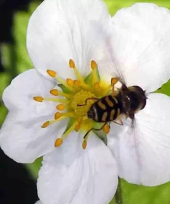 200 Alpine Strawberry Seeds - Heirloom Non-GMO Fruit, Perennial - Image 3